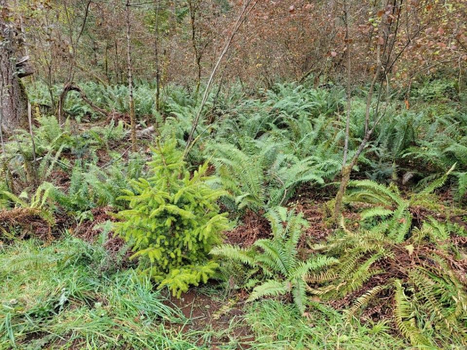 Replanted trees at Bates Rd. Parking Lot in Seal Bay Park