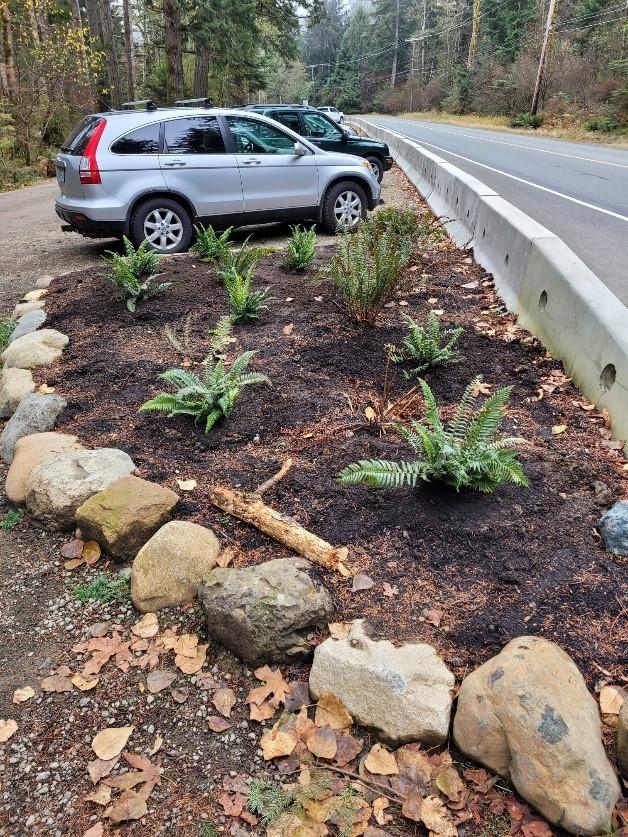 Ferns relocated at Bates Road parking lot in Seal Bay Park