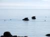 seals_on_rocks_at_cloudcroft_beach_access